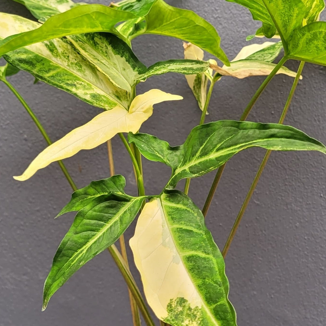 Syngonium Angustatum Variegated-24612