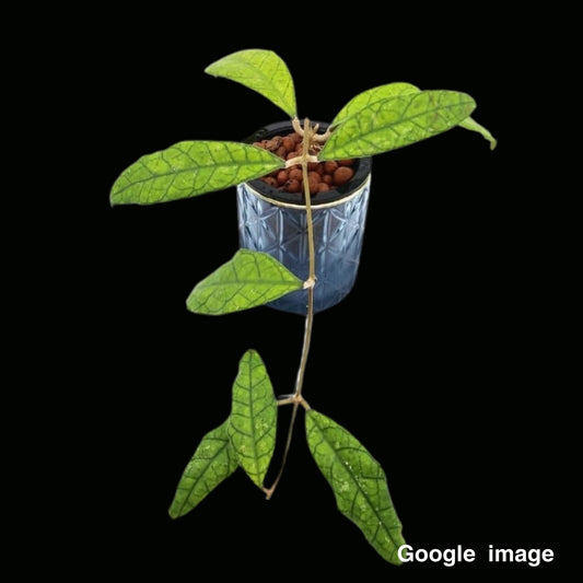Hoya Finlaysonii Sukirin (Large) PRE-ORDER-JULY201