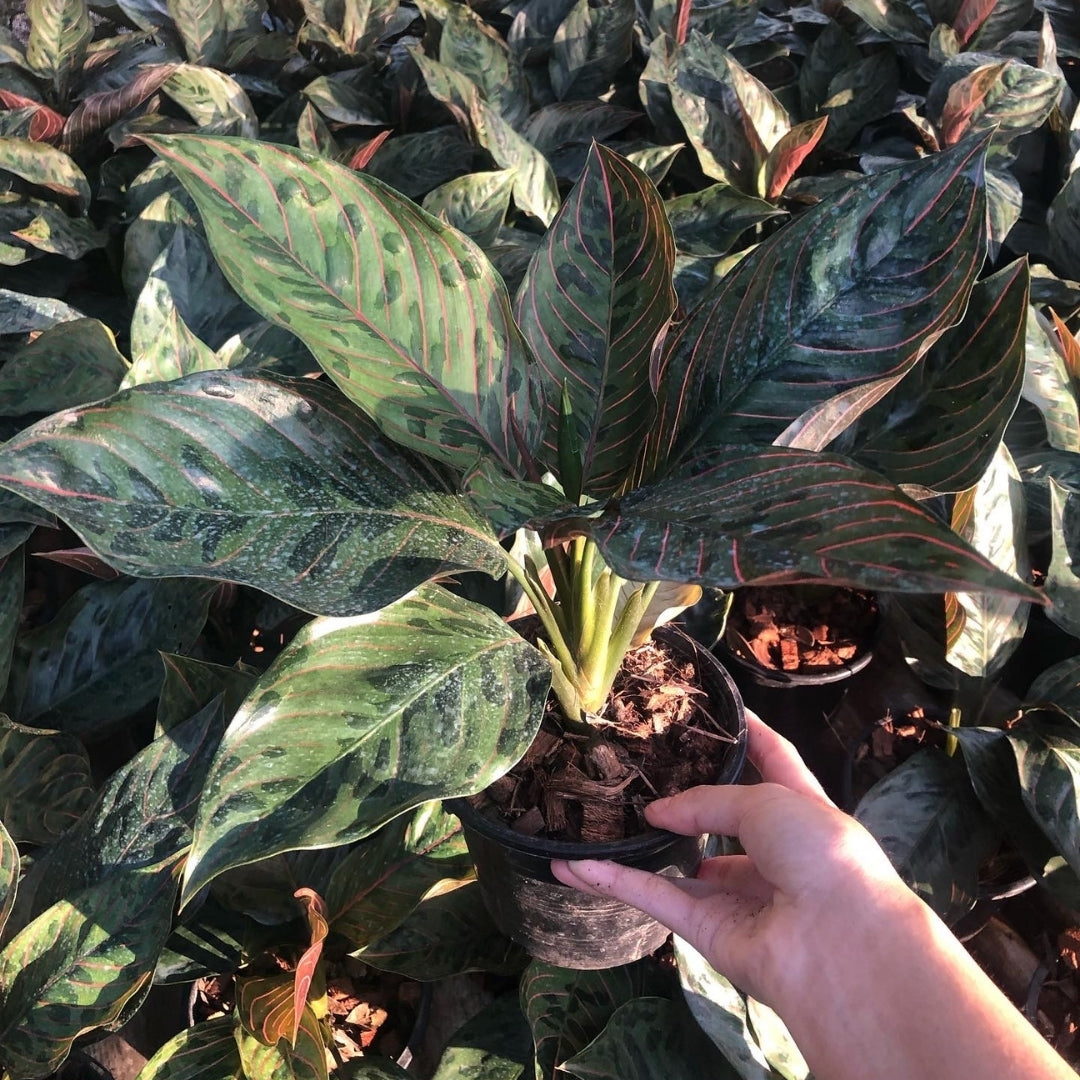 Aglaonema Red Army (PRE-ORDER) - JAN136