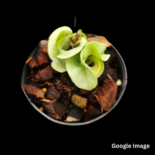 Hoya Compacta Silver Margin (Larger) PRE-ORDER-JULY136