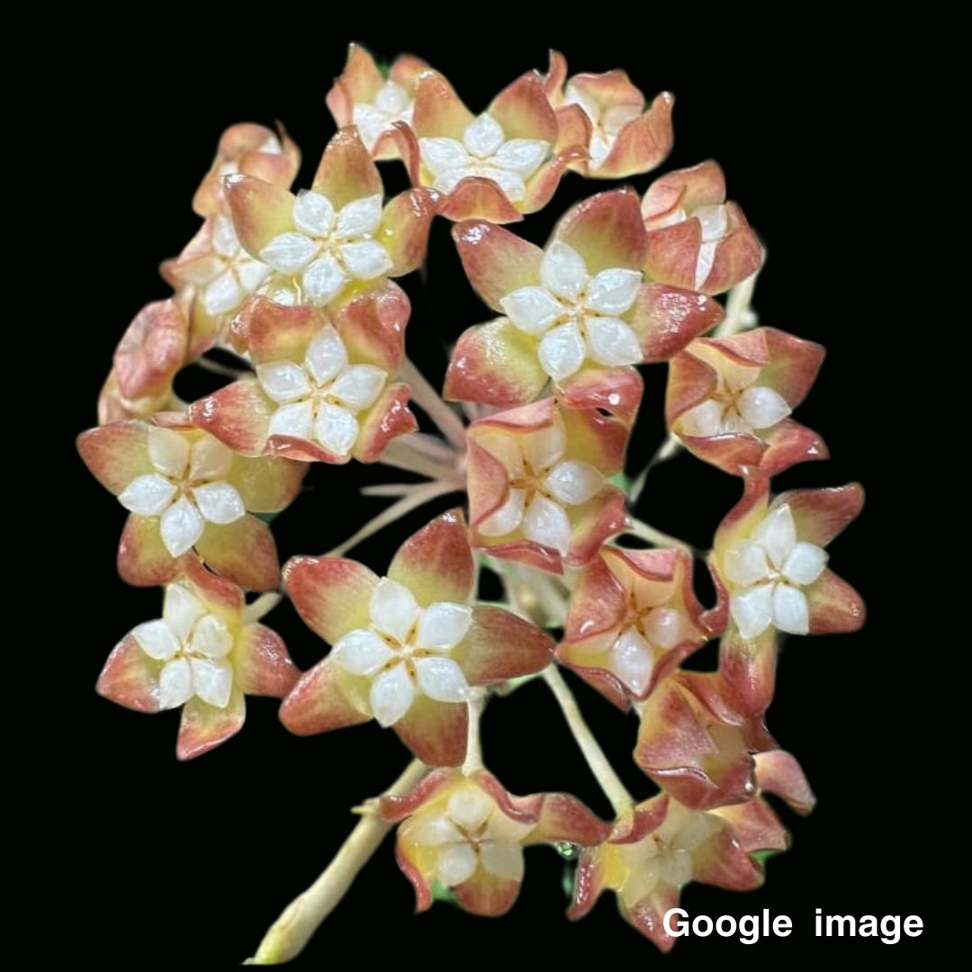 Hoya Finlaysonii (UT158) Large (PRE-ORDER)-JULY136