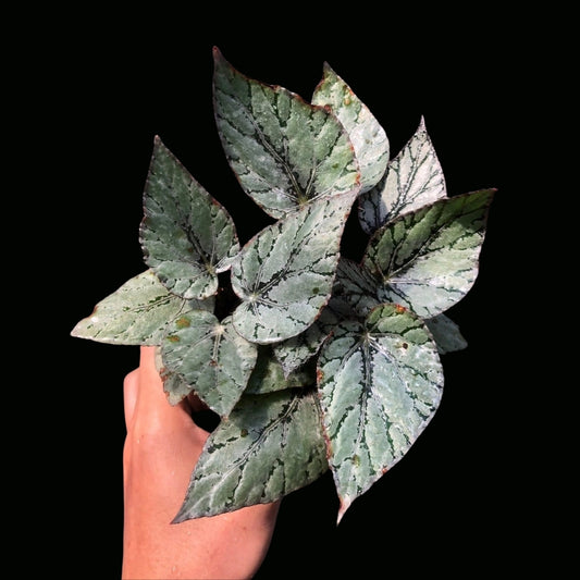 Begonia Silver limbo (PRE-ORDER)-JUL137