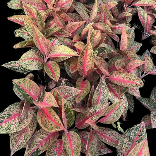 Aglaonema Red Legacy (PRE-ORDER) - JAN137