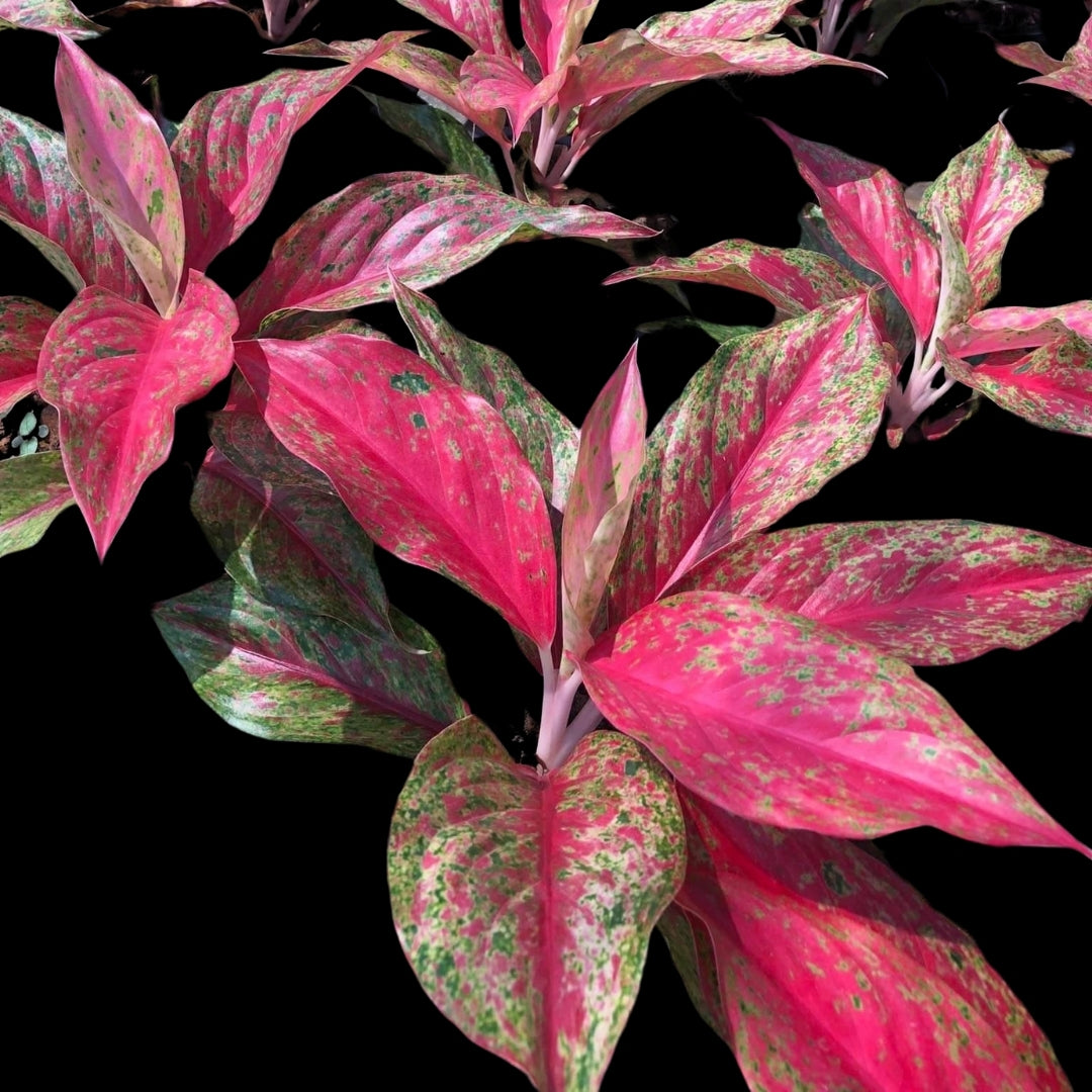 Aglaonema Red Moon (PRE-ORDER) - JAN138