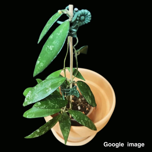 Hoya Flagellata Gold Large (PRE-ORDER)-JULY138