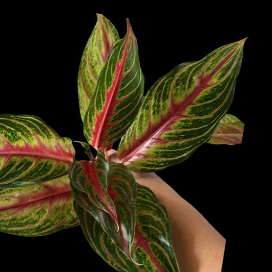 Aglaonema Red Panama (PRE-ORDER) - JAN139