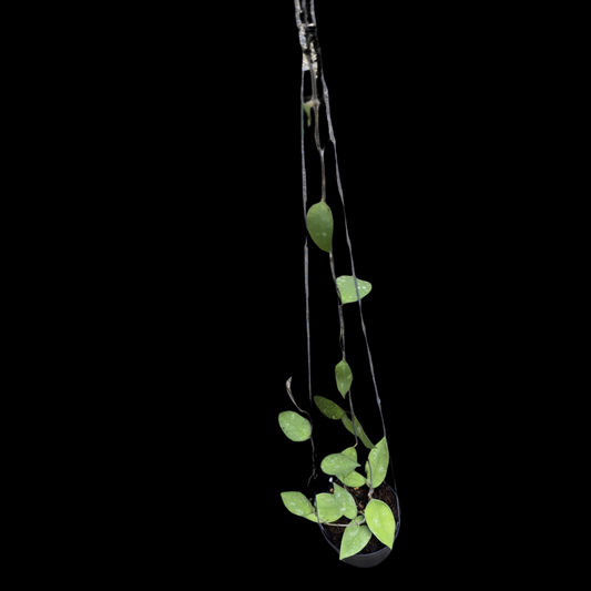 Hoya Corneri Round Leaves (Medium) PRE-ORDER-JULY139