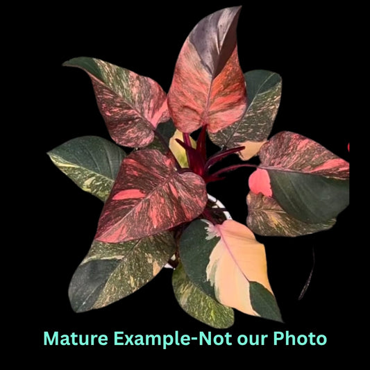 Philodendron Orange Princess Marble Var (9cm Pot) - Pre Order JU13