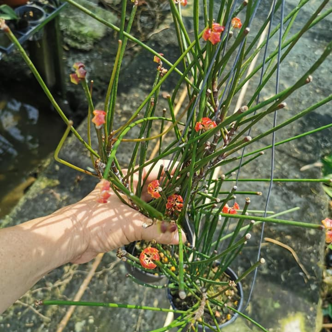 Hoya spartioides big flower Small (PRE-ORDER)-july405