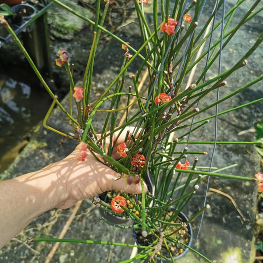 Hoya spartioides big flower Small (PRE-ORDER)-july405