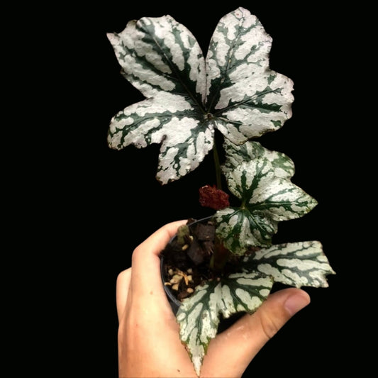 Begonia Benito Chiba (PRE-ORDER)-JUL014