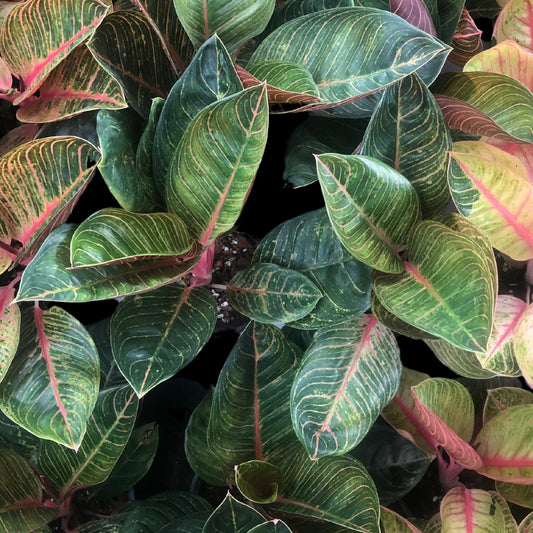 Aglaonema Black Krishna (PRE-ORDER) - JAN014