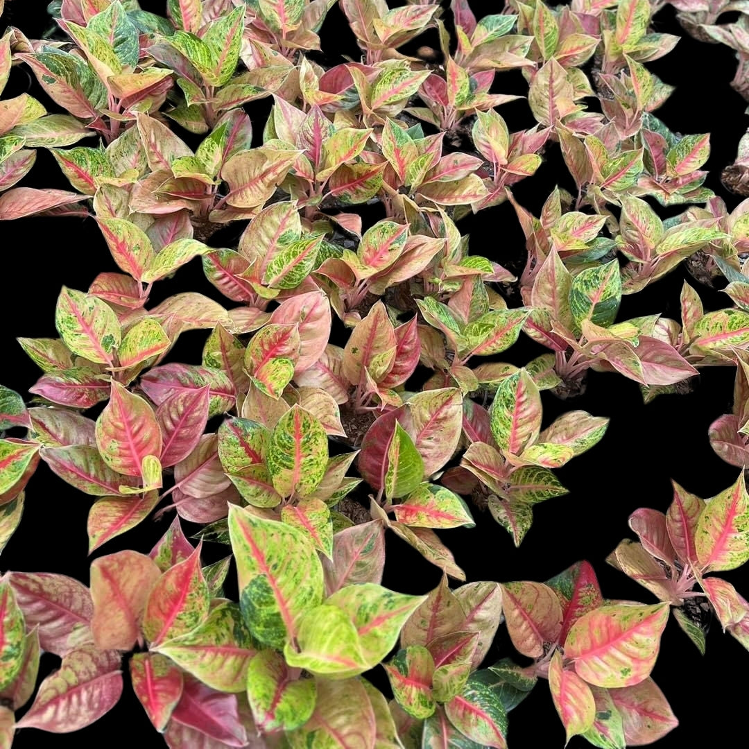 Aglaonema Red Skyline (PRE-ORDER) - JAN140