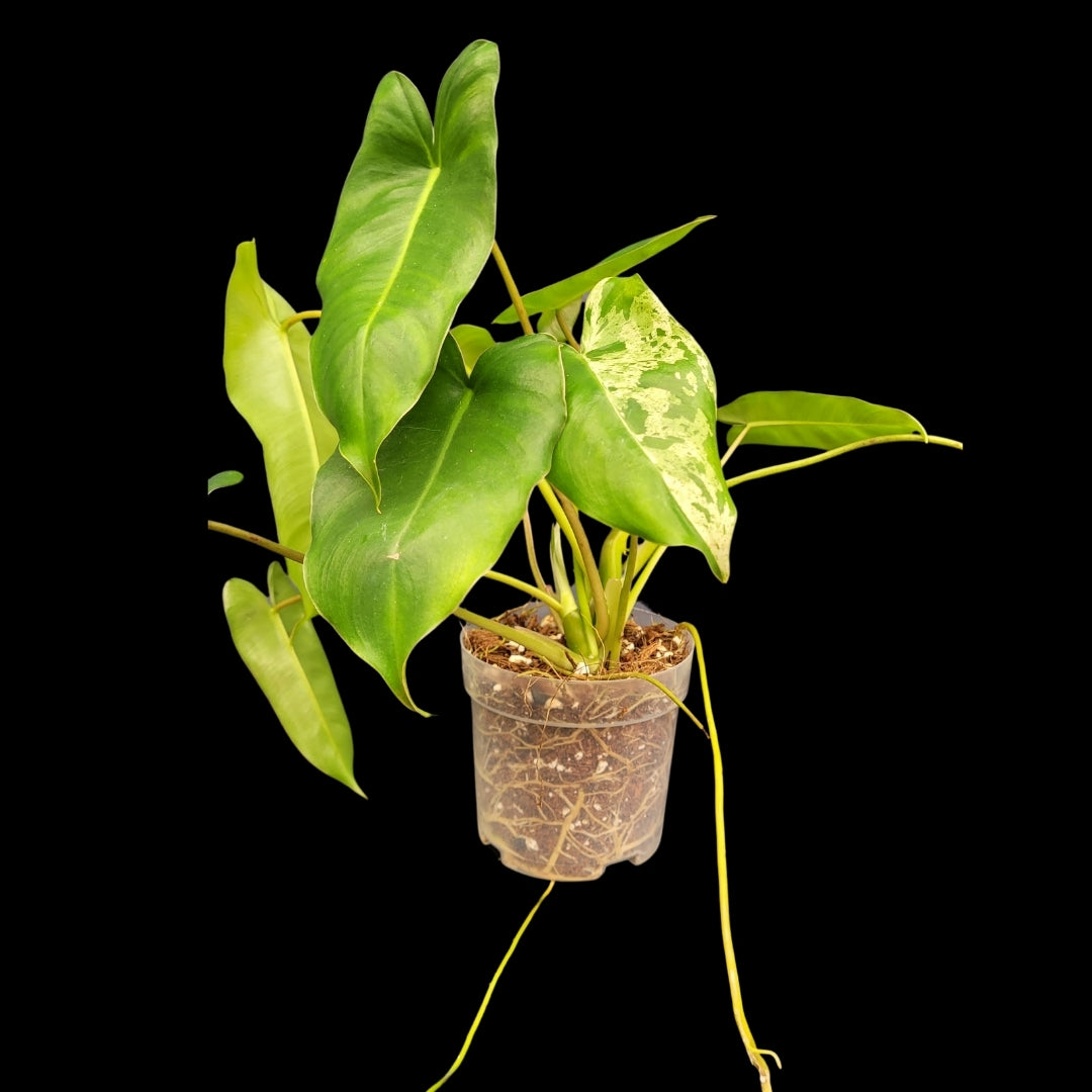 Philodendron Burle Marx Mint (B)-24615