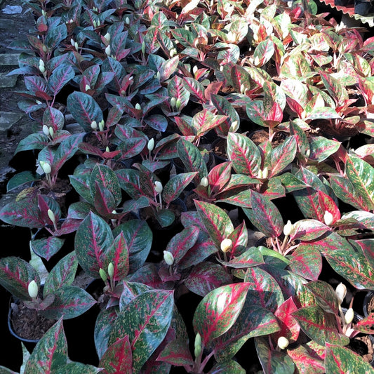 Aglaonema Red Stardust (PRE-ORDER) - JAN141