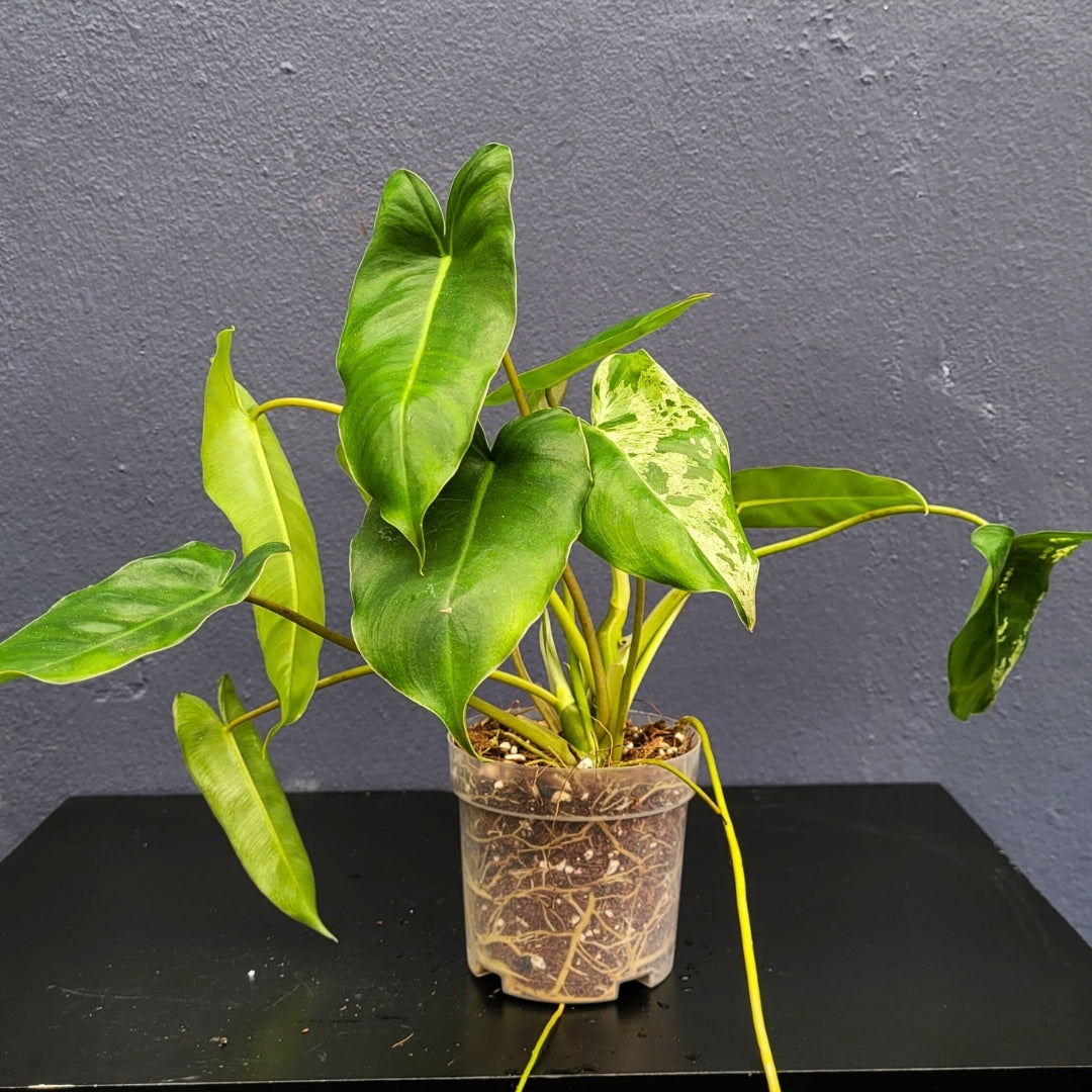 Philodendron Burle Marx Mint (B)-24615