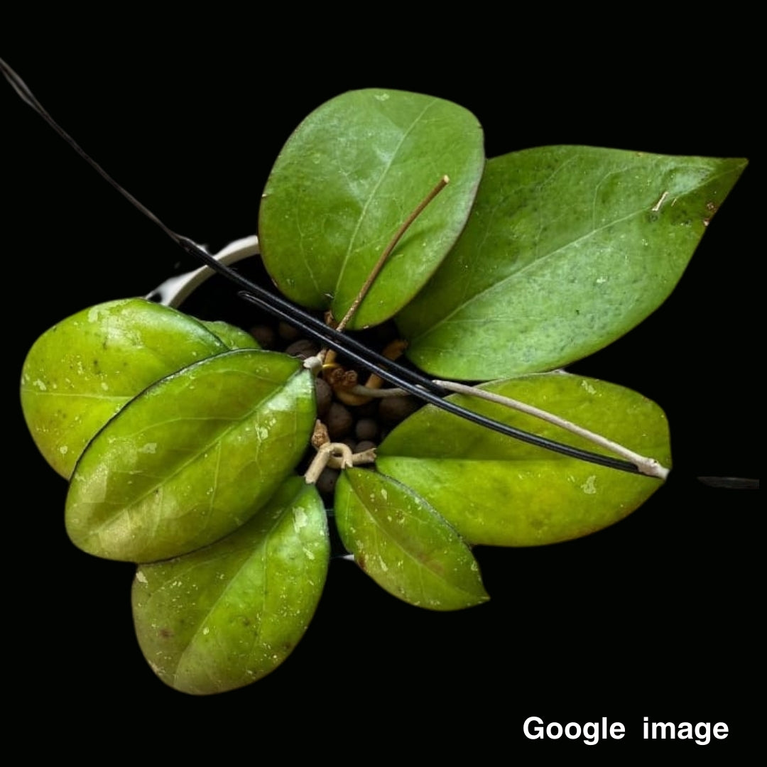 Hoya Fusco Marginata Large (PRE-ORDER)-JULY142