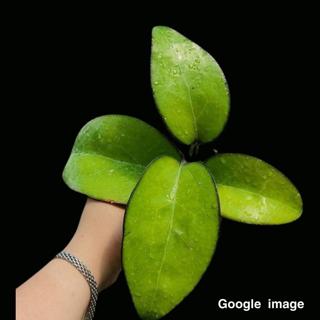 Hoya Fusco Marginata Large (PRE-ORDER)-JULY142