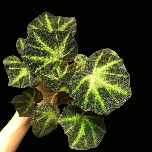 Begonia Soli Mutata (PRE-ORDER)-JUL143