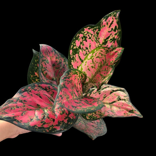 Aglaonema Red Unyamanee 3in1 (PRE-ORDER) - JAN143