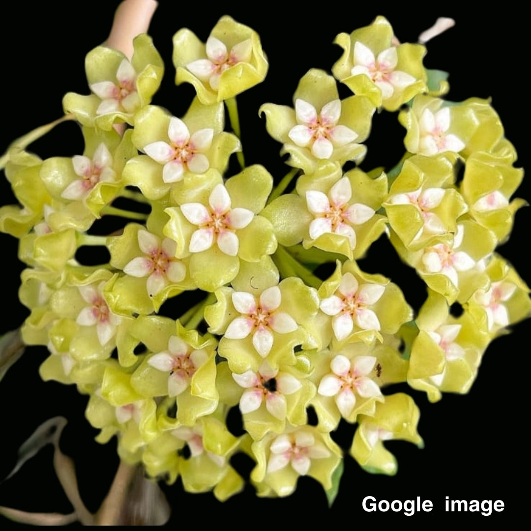 Hoya Genieve (MB1141) Large (PRE-ORDER)-JULY143