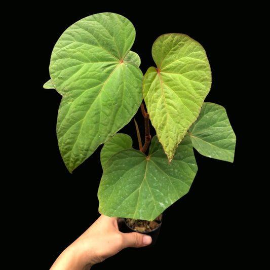 Begonia Sp. Laos no.2 (PRE-ORDER)-JUL146