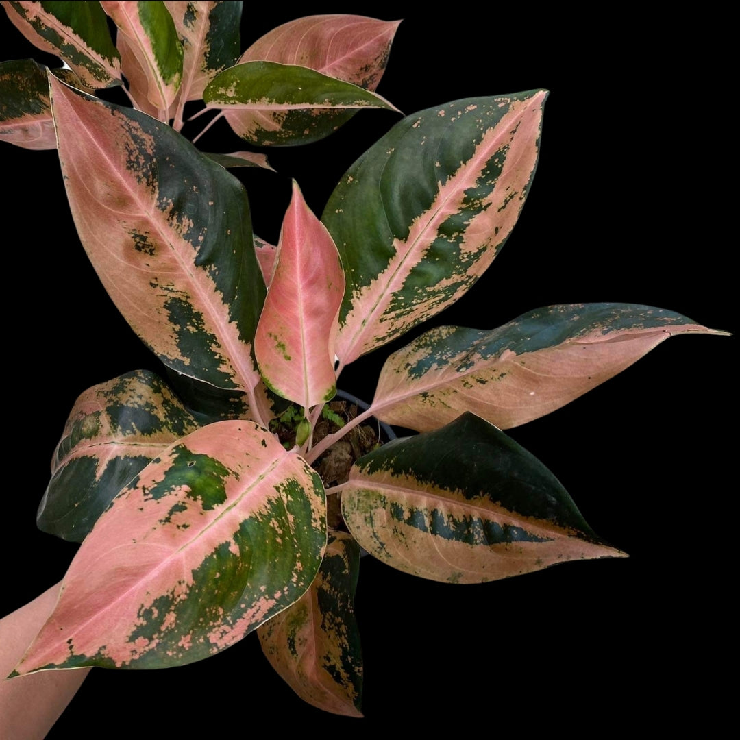 Aglaonema Rich Path (PRE-ORDER) - JAN145