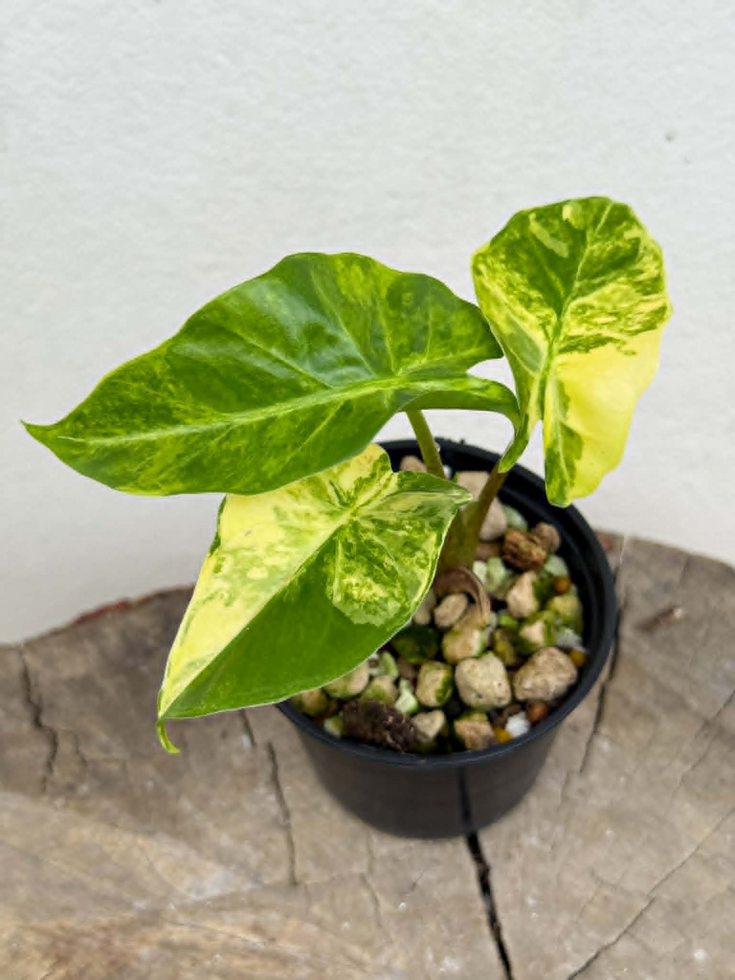 Alocasia Low Rider Aurea - Pre Order