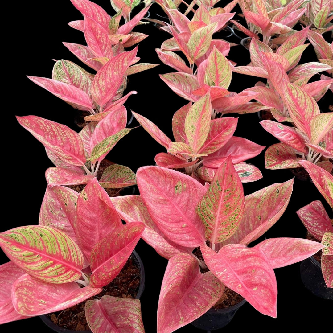 Aglaonema Red legacy mutated (PRE-ORDER) - JAN146