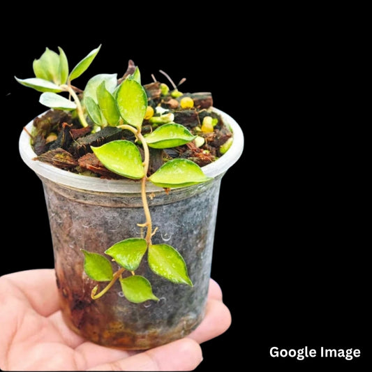Hoya Curtisii Variegated (Small) PRE-ORDER-JULY146