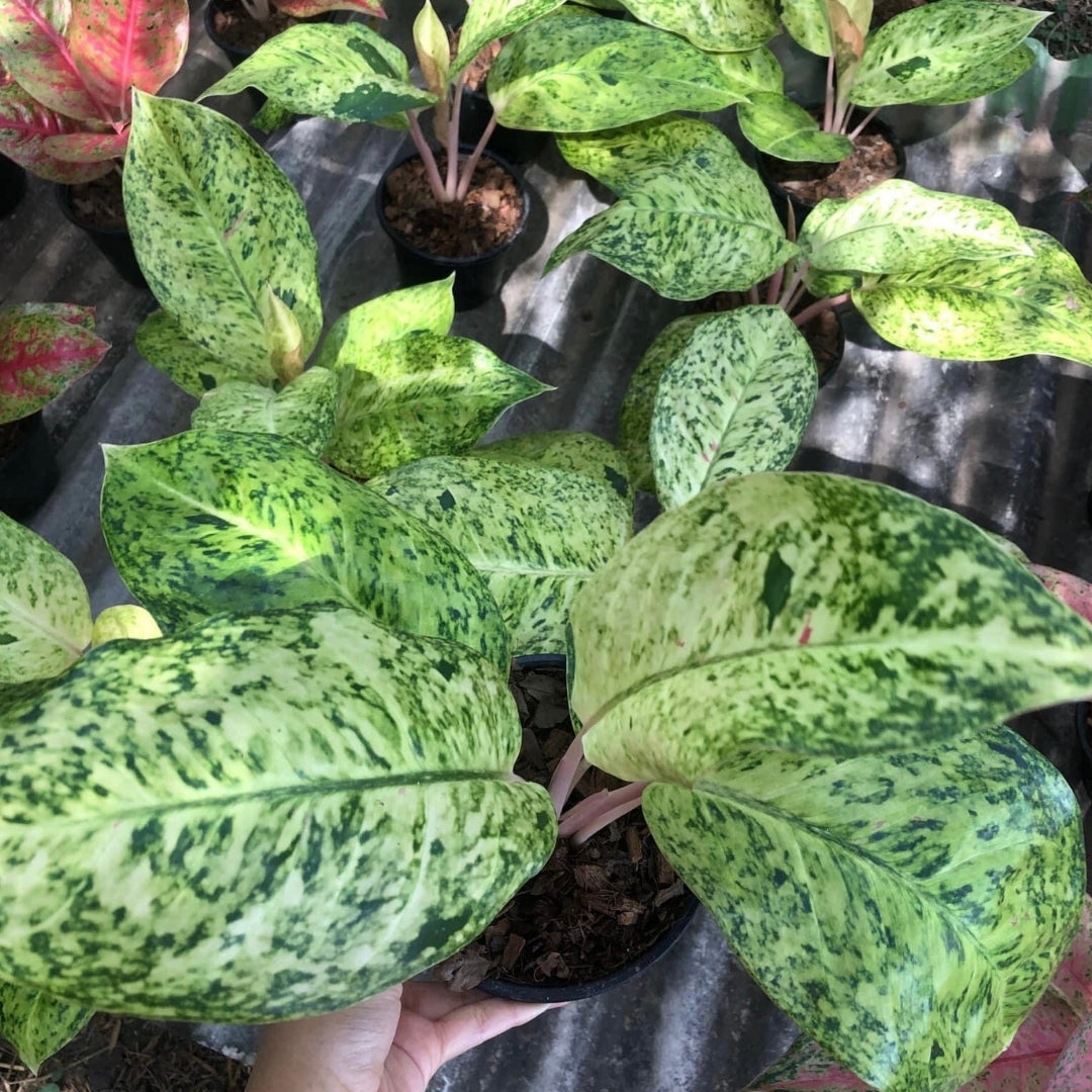 Aglaonema Ruay Thang Pee (PRE-ORDER) - JAN147