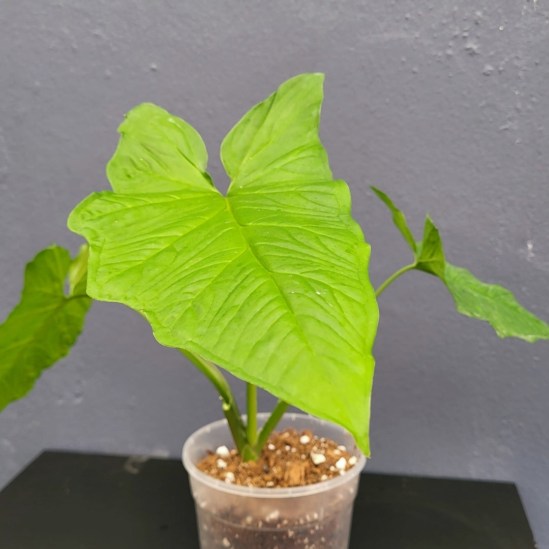 Syngonium Steyermarkii-24617