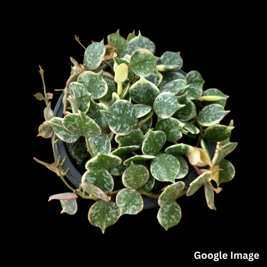 Hoya Curtisii Albomarginata (Small) PRE-ORDER-JULY147