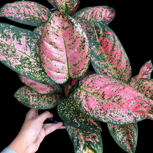 Aglaonema Ruby (PRE-ORDER) - JAN148