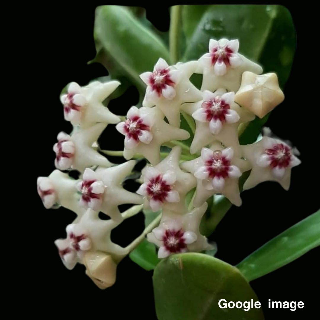 Hoya Golamcoiana Large (PRE-ORDER)-JULY148