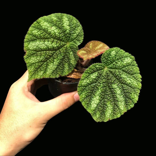 Begonia Sp. Vietnam no.1 (PRE-ORDER)-JUL149