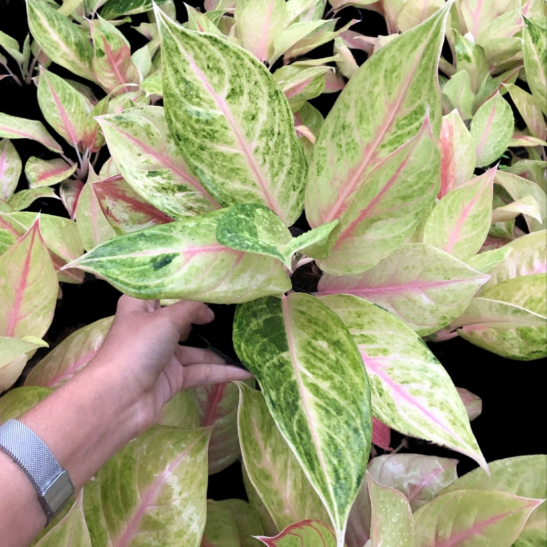 Aglaonema Sailormoon (PRE-ORDER) - JAN149