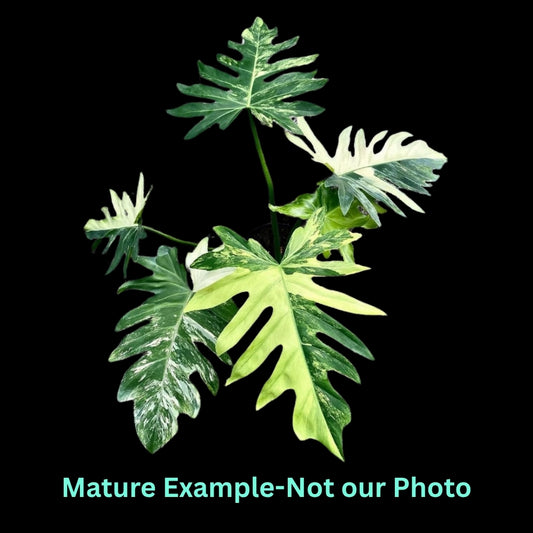 Philodendron Radiatum Var - Pre Order JU14