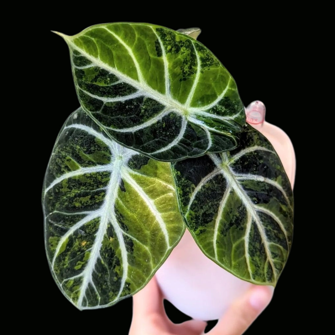 Alocasia Amazonica Variegated retailer Tissue Culture *PREORDER*