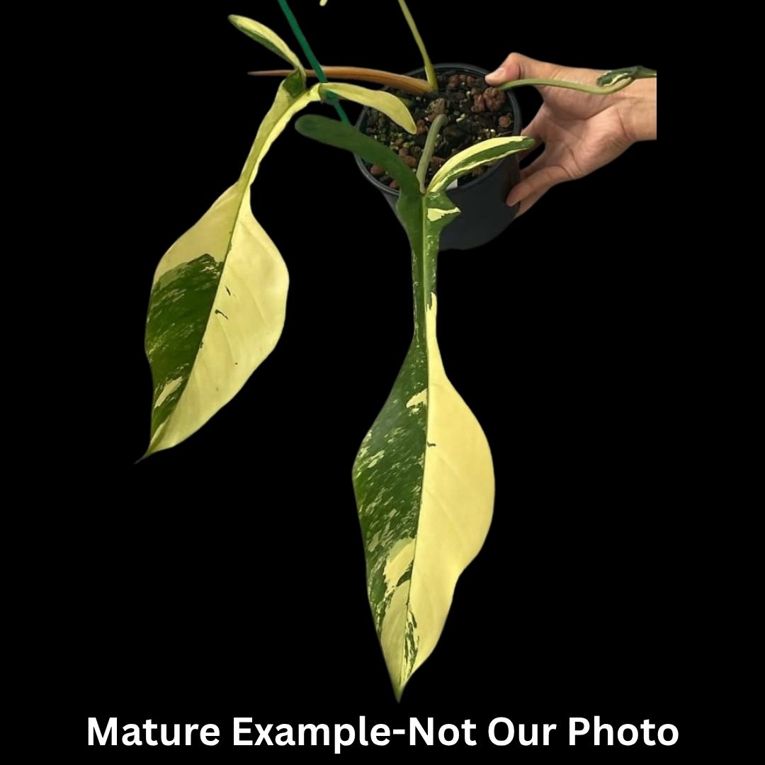 Philodendron Joepii Var Tissue Culture (PRE-ORDER) -TC0105