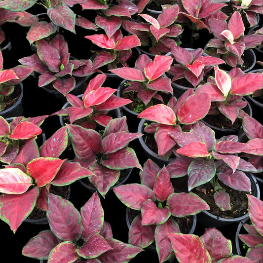 Aglaonema Black Maroon (PRE-ORDER) - JAN015