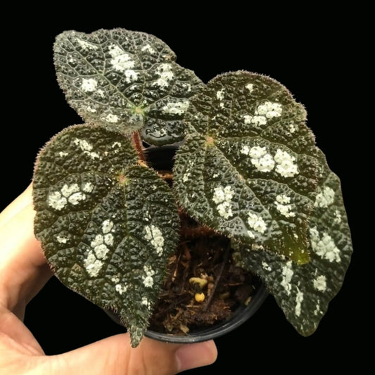 Begonia Sp. Vietnam no.2 (PRE-ORDER)-JUL150