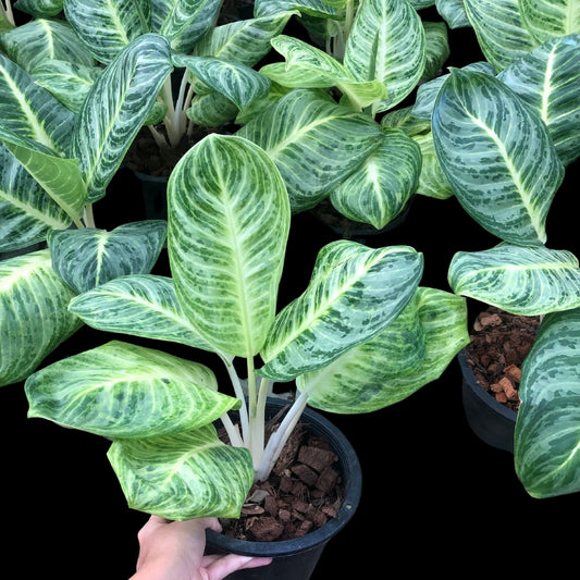 Aglaonema Sedtee Angthong  (PRE-ORDER) - JAN150