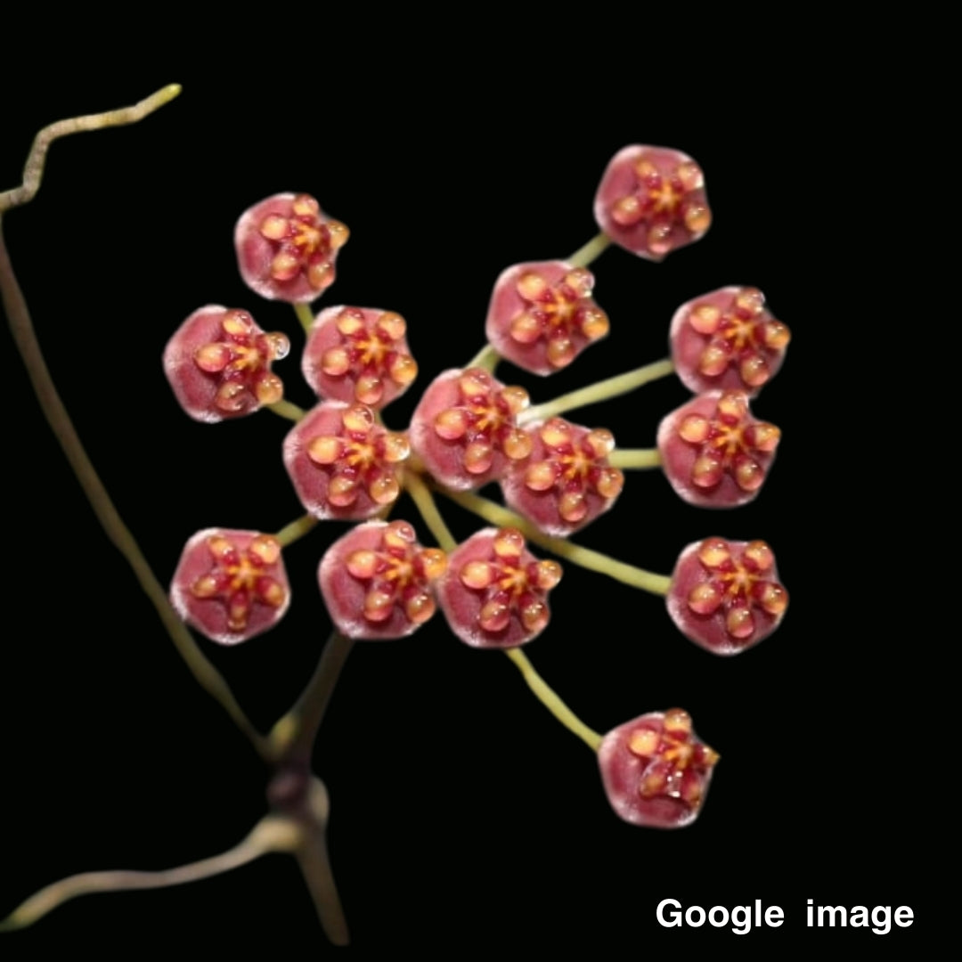 Hoya Gracilis Large (PRE-ORDER)-JULY150