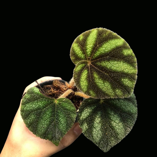 Begonia Sp. Vietnam no.3 (PRE-ORDER)-JUL151