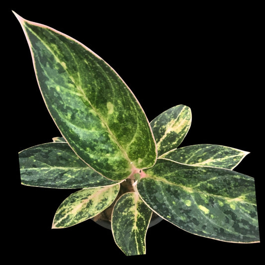 Aglaonema Sedthee Grobthong (PRE-ORDER) - JAN151