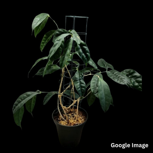 Hoya Cystiantha (Large) PRE-ORDER-JULY151