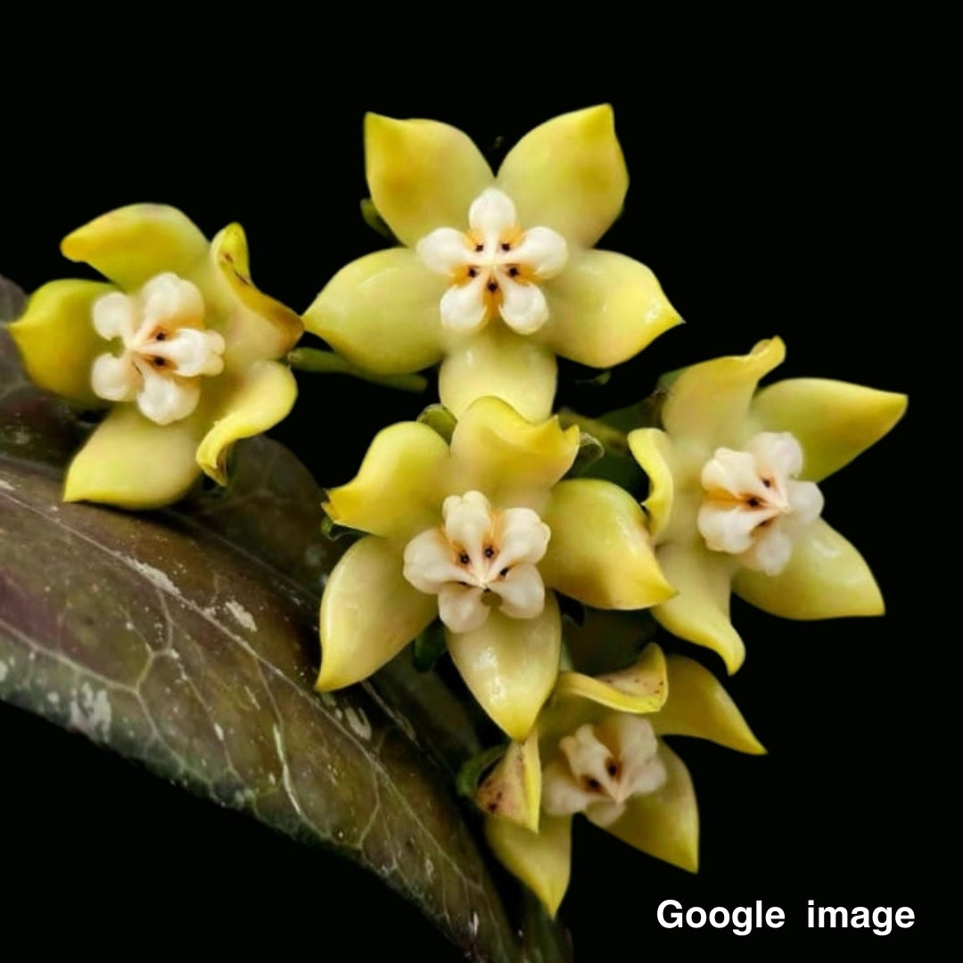 Hoya Griffithii yellow Large (PRE-ORDER)-JULY152