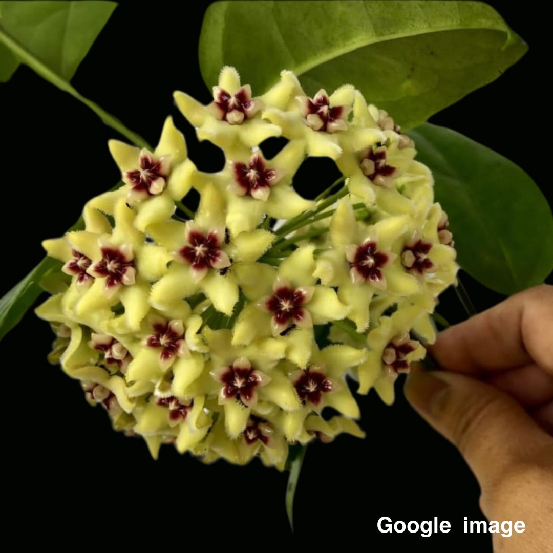 Hoya Halconensis Large (PRE-ORDER)-JULY153