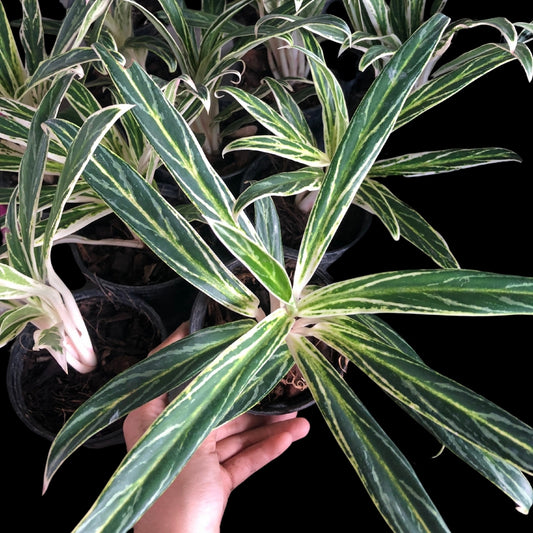 Aglaonema Sedthee Ruangkao (PRE-ORDER) - JAN154